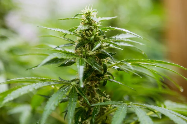 Foto colorida com zoom da cannabis - Metrópoles