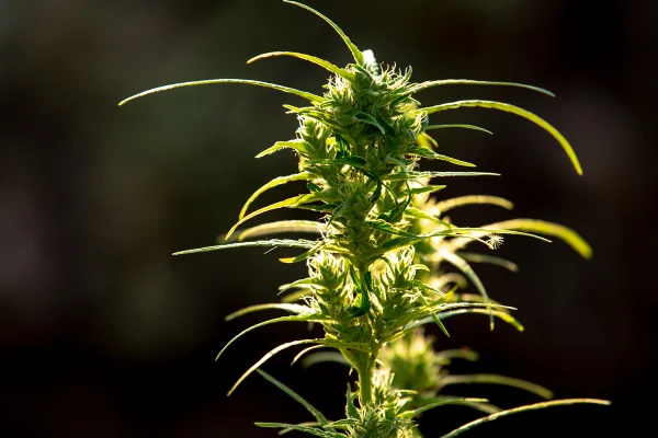 Foto colorida com zoom que mostra fruto da cannbis contra a luz do sol - Metrópoles.