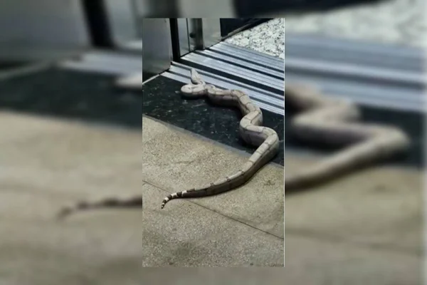 Jiboia encontrada na 307 Norte