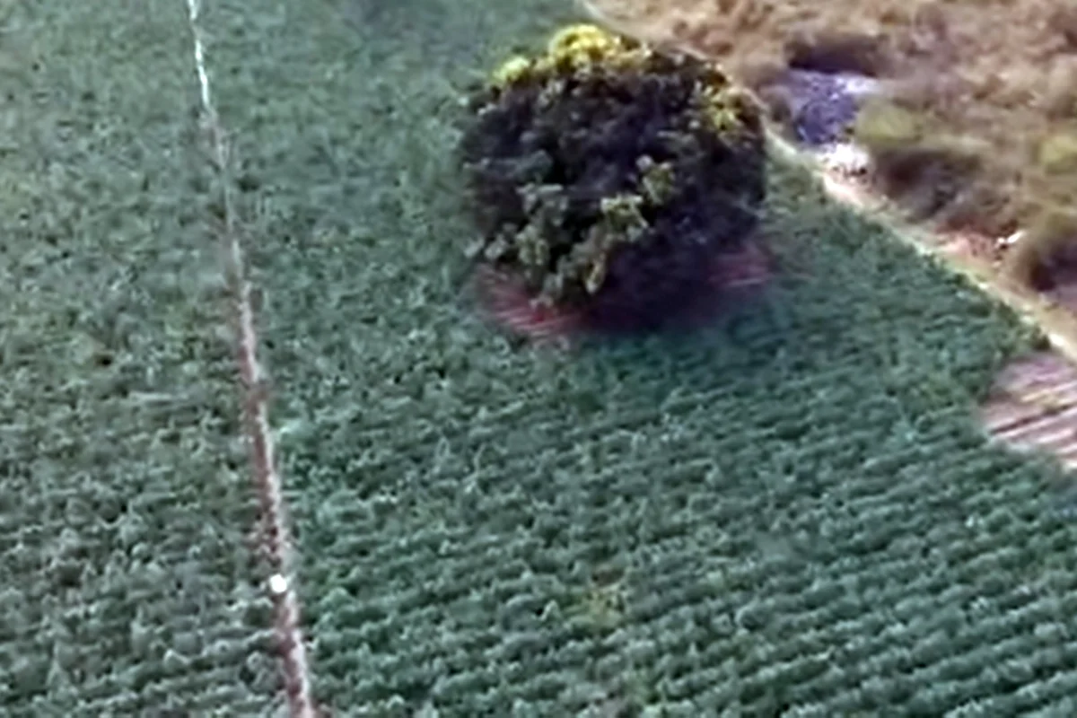 Maconha avança pelo Norte de MG com plantações em larga escala