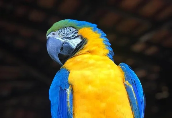 Cadê Tereza? Arara Canindé continua desaparecida