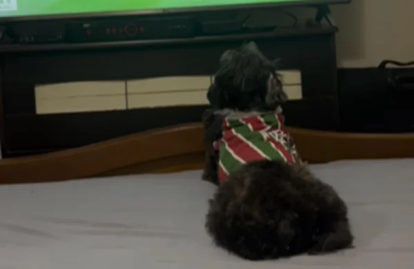Torcida animal: cadelinha comemora título do Fluminense; assista