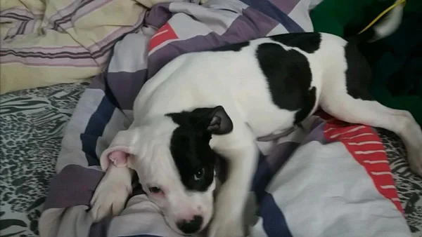 Cachorro é espancado e esfaqueado no Guará 2 por vizinho