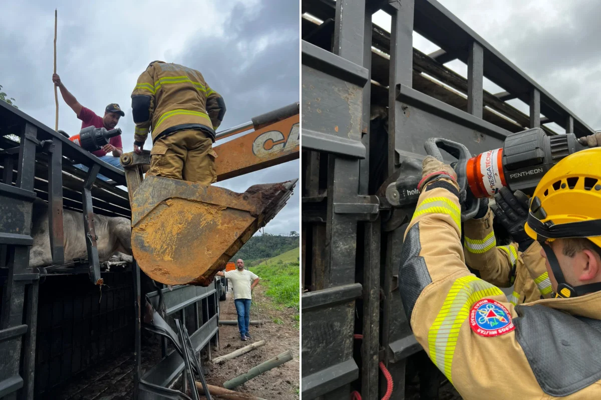Dos 50 bovinos transportados, cinco morreram e outros cinco apresentavam ferimentos. Dos 50 bovinos transportados, cinco morreram e outros cinco apresentavam ferimentos.