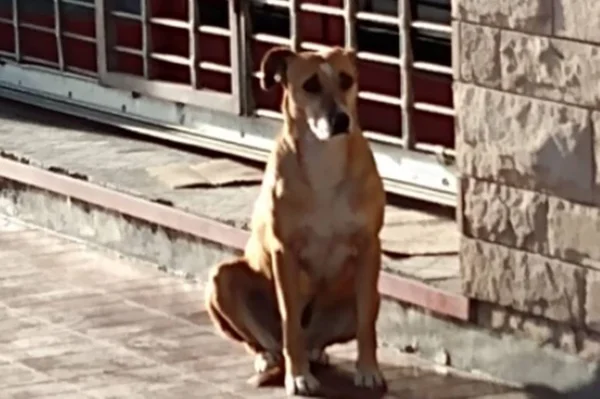 Cadela espera encontrar a dona morta em porta de loha