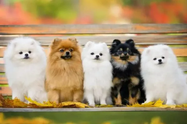 lulu-da-pomerânia (Spitz Alemão) - Metrópoles