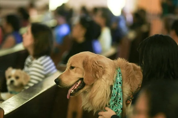 Retomado programa de castração de animais domésticos