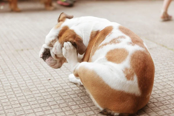 cachorro se coçando por conta de pulga e carrapato