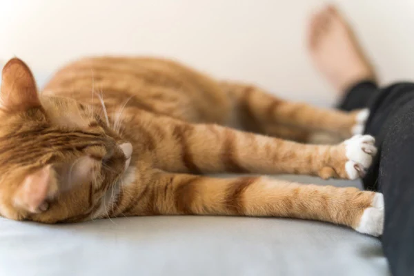 Imagem colorida de gato pressionando perna do dono com as patas