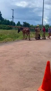 Os militares não souberam informar sobre o estado de saúde do animal Os militares não souberam informar sobre o estado de saúde do animal