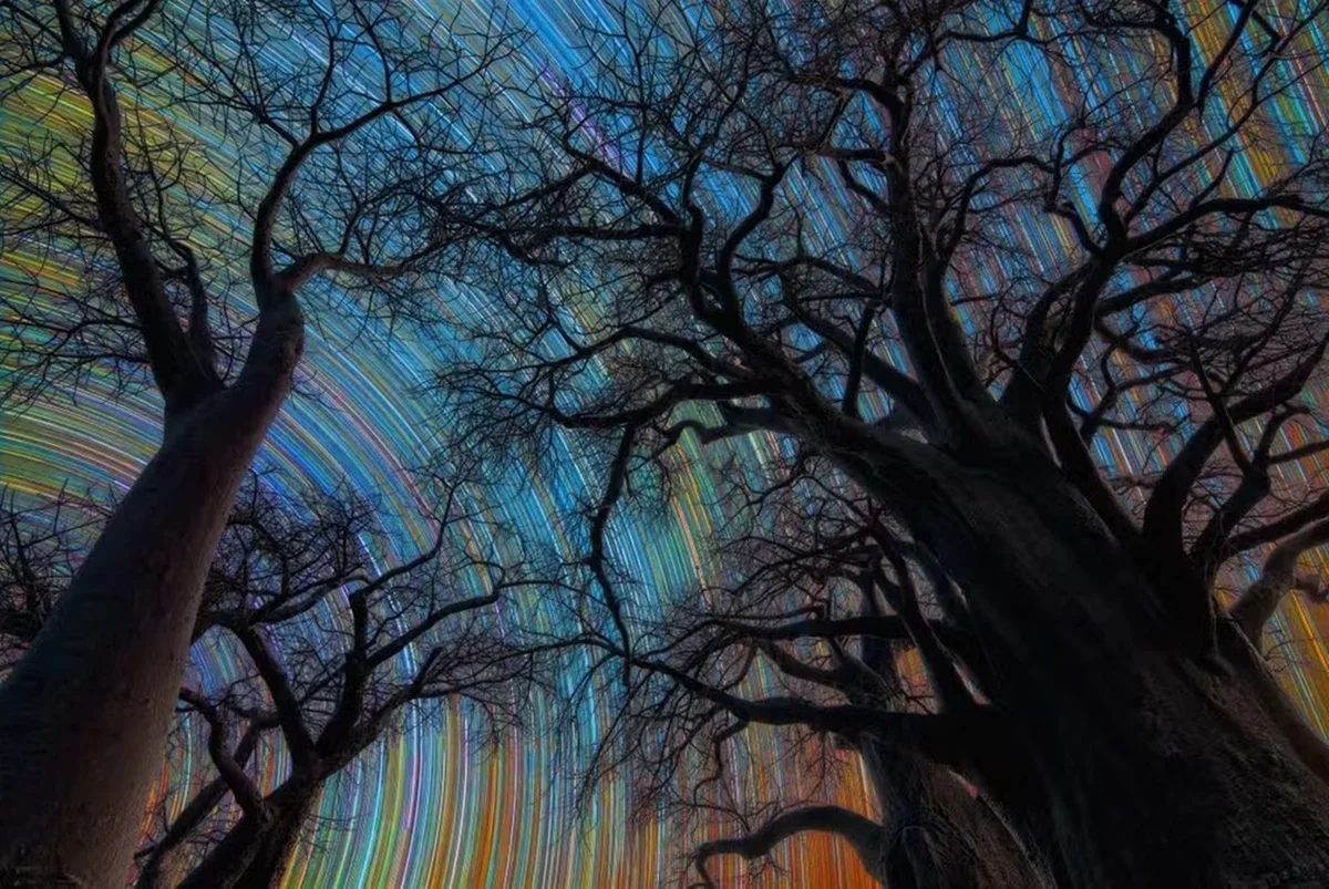 Vencedor da categoria Paisagens Celestes: "Botswana Star Trail" Vencedor da categoria Paisagens Celestes: "Botswana Star Trail"