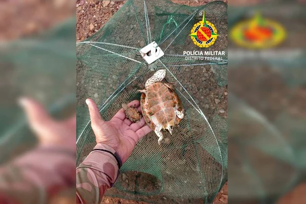 Cágados recuperados Lago Paranoá