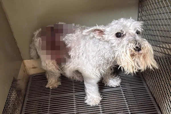 Cão morre ao ser atacado por golden em condomínio do DF; polícia investiga - destaque galeria Cão morre ao ser atacado por golden em condomínio do DF; polícia investiga - destaque galeria