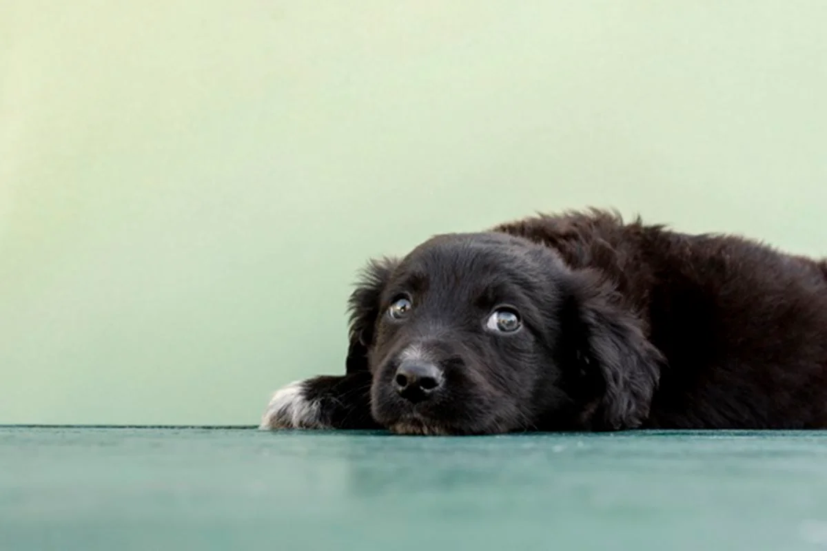 Vereadores aprovam lei para probir cachorro de latir, mas prefeito veta - imagem 1 Vereadores aprovam lei para probir cachorro de latir, mas prefeito veta - imagem 1