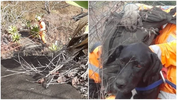 foto colorida de cachorro resgatado em pedra em minas gerais