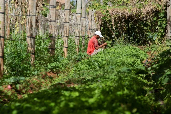 Empreendendo no Novo Normal. Produção de orgânicos na chácara Vovó Neli, Lago Oeste, com venda de hortifruti para o consumidor final