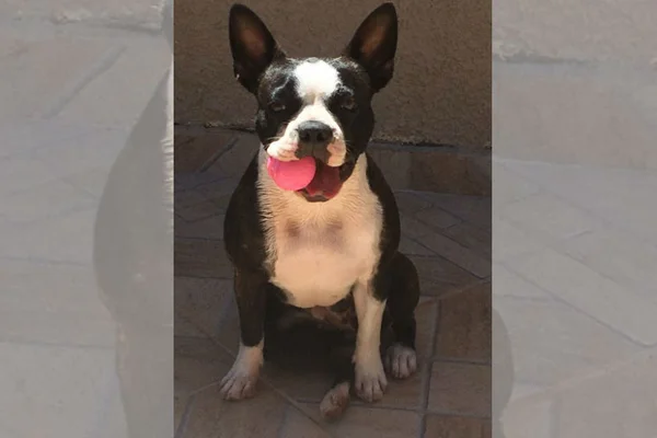 Donos oferecem recompensa de R$ 5 mil por cachorrinha furtada