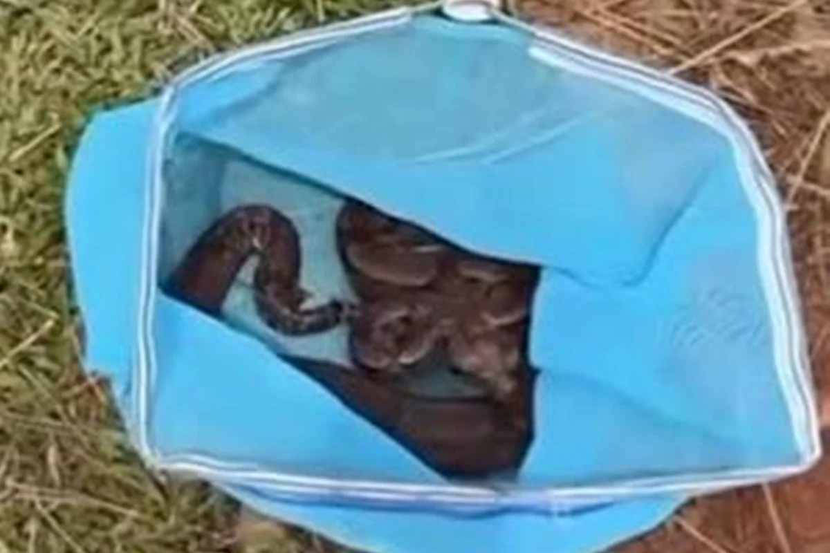 Sorocaba encontra jiboia embaixo de jacuzzi durante obra em casa Sorocaba encontra jiboia embaixo de jacuzzi durante obra em casa