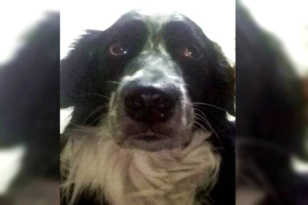 Tufão, o cão herói