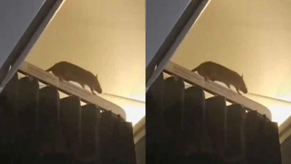 Ratazana em avião