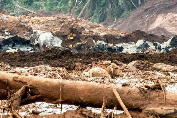 ONU lamenta tragédia em Brumadinho (MG) e cobra apuração dos fatos