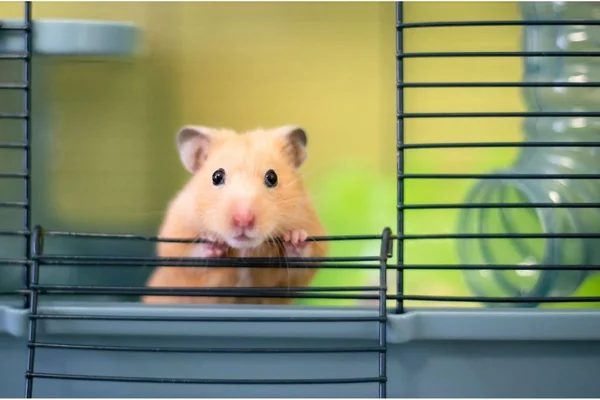 hamster caramelho com carinha de feliz em gaiola - metrópoles