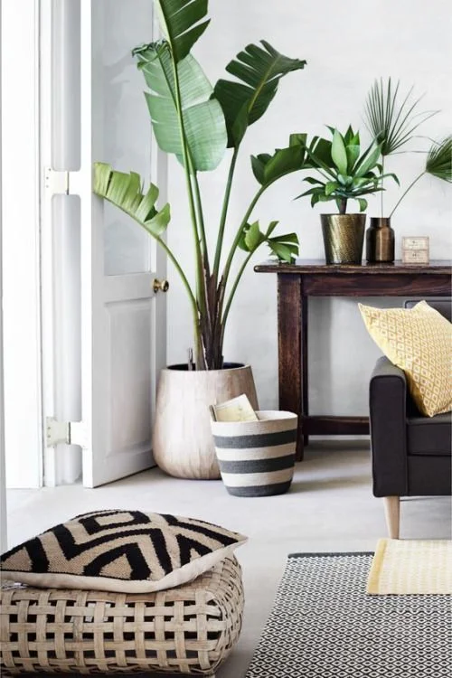 Os vasos de chão dividem o espaço com plantas de mesa de forma harmoniosa Os vasos de chão dividem o espaço com plantas de mesa de forma harmoniosa