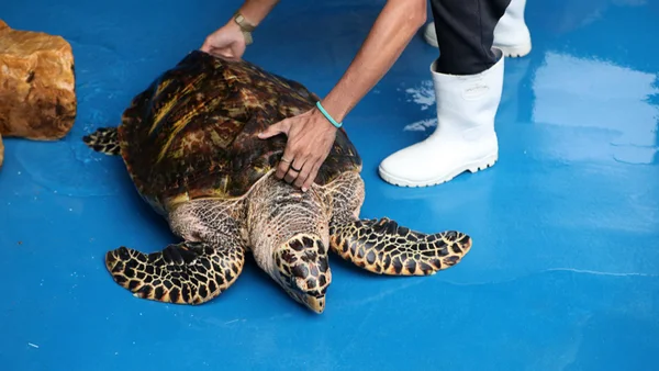 Foto colorida da Tartaruga-de-pente, que é uma das espécies de tartarugas marinhas ameaçadas de extinção - Metrópoles