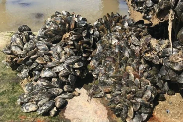 Câncer transmissível em mariscos se espalha e intriga cientistas