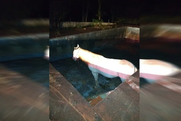 égua