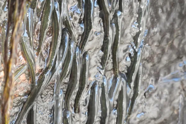 Peixes subindo parede de pedra acima, no meio de contínuos fluxos d’água. Metrópoles