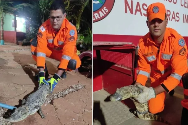 Bombeiros resgatam jacaré em Minas Gerais