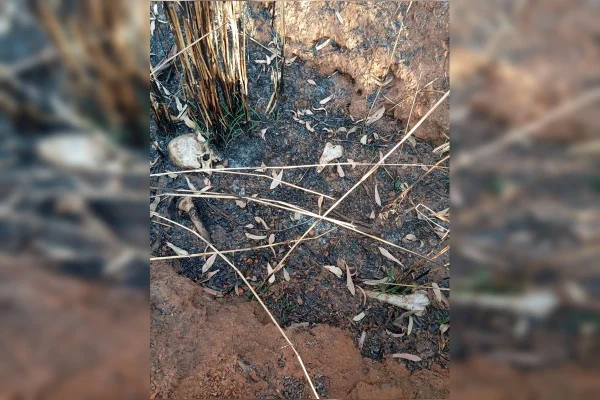 Ossadas humanas são encontradas em regiões de mata no DF