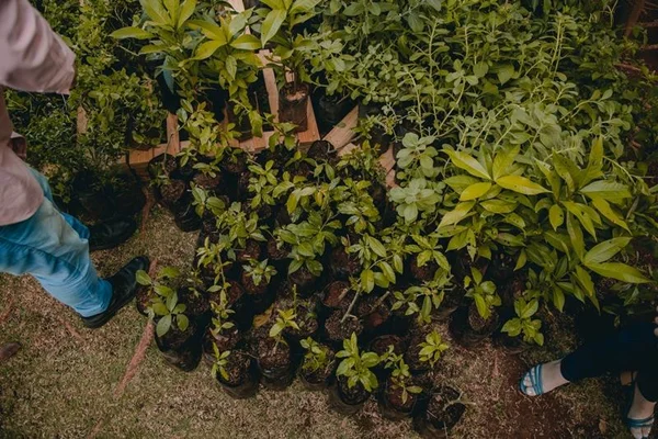 Com temporada de chuvas, Anápolis inicia doação de mudas de árvores