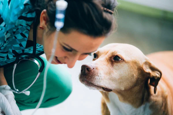 Doação de sangue para pets