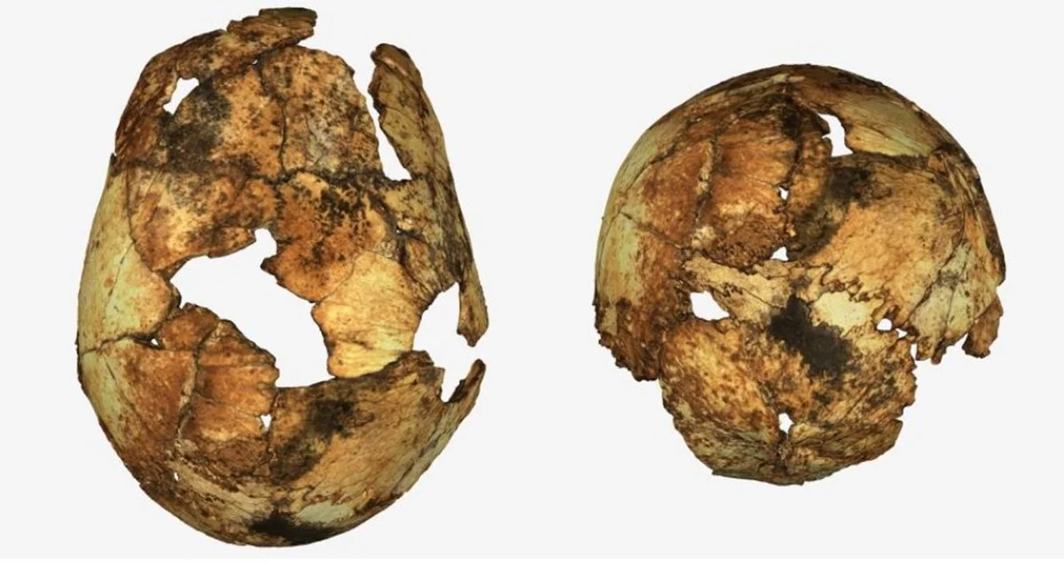 O crânio mais antigo do Homo erectus foi descoberto. Pedaços de osso encontrados na África do Sul pareciam pertencer a algum tipo de babuíno, mas testes mostraram que era a primeira prova de existência dos nossos antepassados no sul da África O crânio mais antigo do Homo erectus foi descoberto. Pedaços de osso encontrados na África do Sul pareciam pertencer a algum tipo de babuíno, mas testes mostraram que era a primeira prova de existência dos nossos antepassados no sul da África