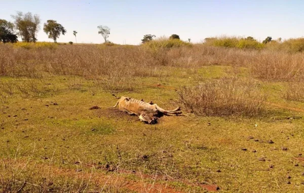 imagem colorida pcgo investiga morte de animais por maus tratos goias