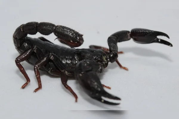 Brotheas amazonicus Escorpião câncer de mama 2