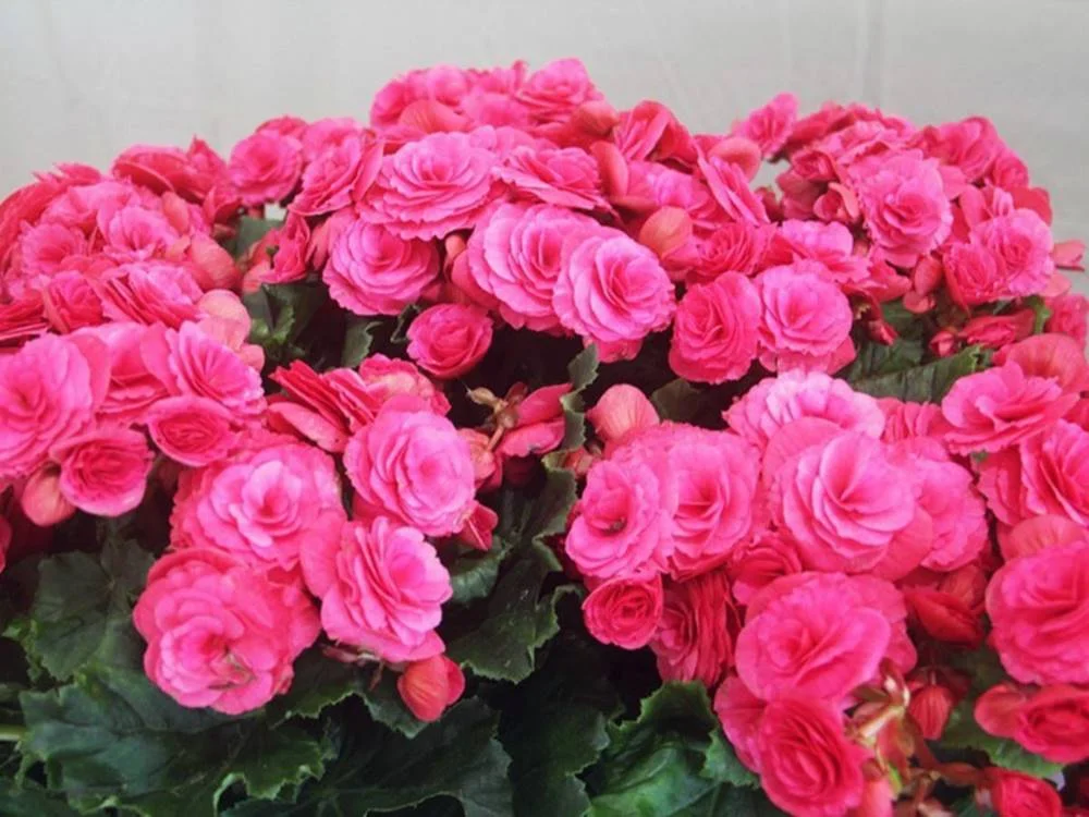<b>Begônia (Begoniaceae):</b> Uma planta ornamental com flores e folhagens coloridas, muito utilizada na decoração da casa ou jardim. O consumo de begônia pelos animais de estimação causa irritação e queimação na boca, língua e nos lábios, salivação em excesso, vômito e dificuldades de engolir <b>Begônia (Begoniaceae):</b> Uma planta ornamental com flores e folhagens coloridas, muito utilizada na decoração da casa ou jardim. O consumo de begônia pelos animais de estimação causa irritação e queimação na boca, língua e nos lábios, salivação em excesso, vômito e dificuldades de engolir