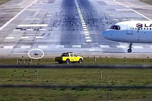 Imagem colorida mostra cachorro na pista do aeroporto de Guarulhos, em São Paulo - Metrópoles