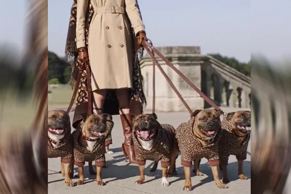 Pet fashionista: Burberry lança edição limitada de casaco para animais