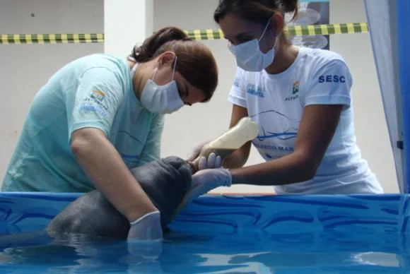 Projeto devolve à natureza peixes-boi marinhos ameaçados de extinção