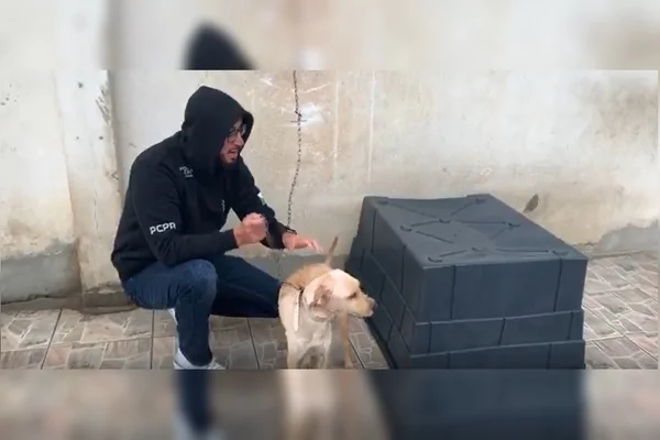 Homem é preso por maus-tratos e animais são resgatados em Curitiba