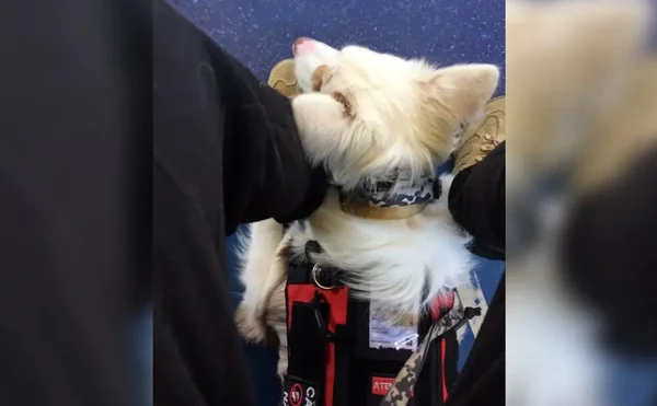 foto colorida de cão de serviço