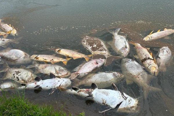 Fazendeiros perdem 5 toneladas de peixes após avião lançar produto em represa
