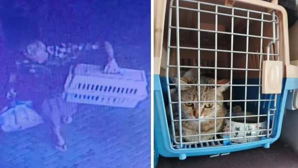 Imagem colorida de gato furtado por morador de rua - Metrópoles