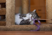 As fitas chamam a atenção dos felinos