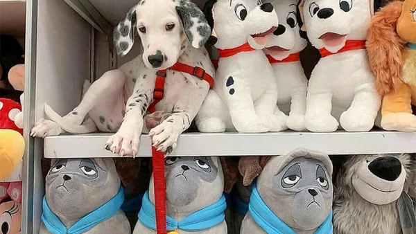 Cachorro entre bichos de pelúcia