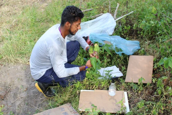 Pataxó Hãhãhãi durante coleta em trabalho de campo, em 2023. Metrópoles