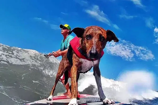 Parafina, cachorro surfista de Santos, morreu no dia 1º de agosto - Metrópoles